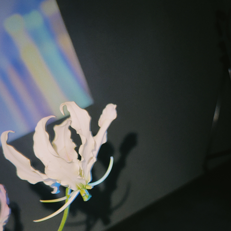 🎸夜の踊り子_メモ