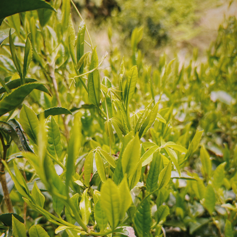 茶畑を見に行く音🌱