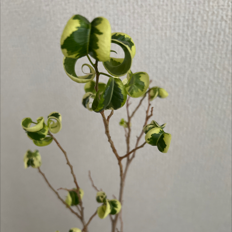 #41【雑談】 ほんとなにもない
