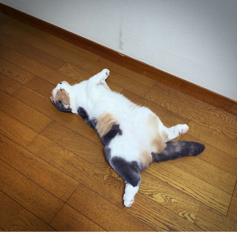 今日はグダグダ