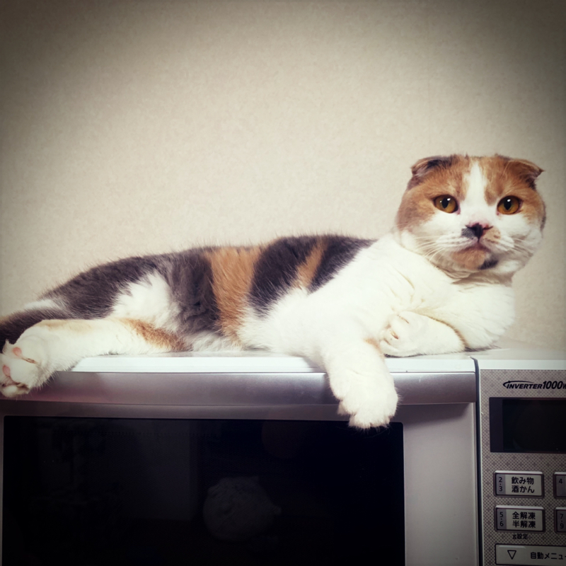 #37 ちょっと眠くて色々言いまつがい