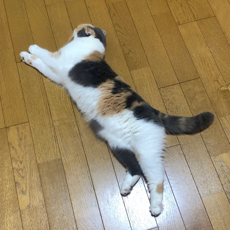 #53 ドラクエしております！