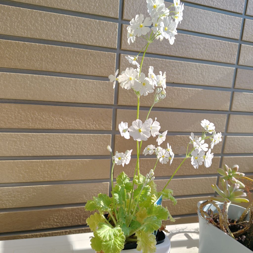 スーパーでよく聞くやつ🎶