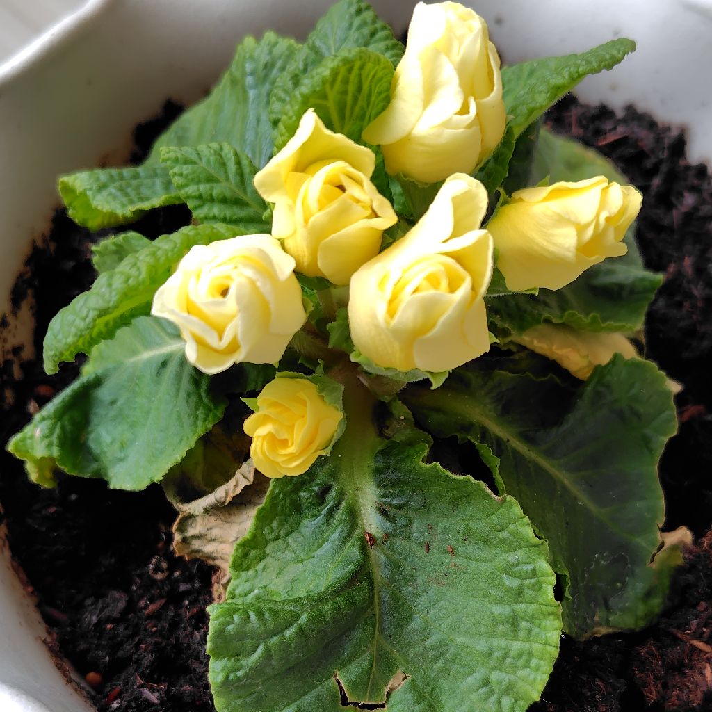 【生理🩸】布ナプキンを使った感想