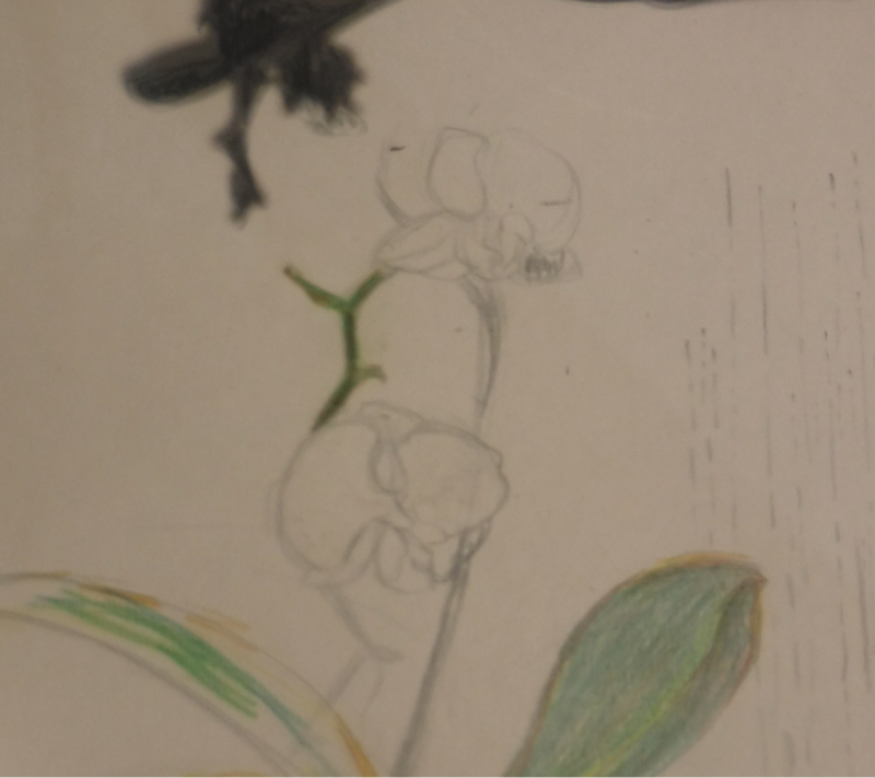 らんの花は幸福を呼ぶらしい