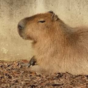 こちょの番組