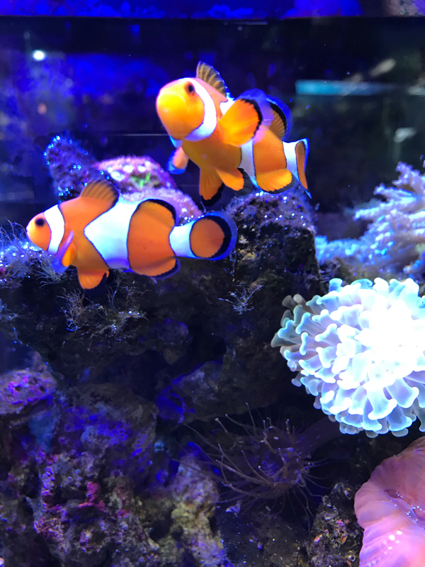 第5回  生き物好き集合！（カメムシくっさぁ〜）