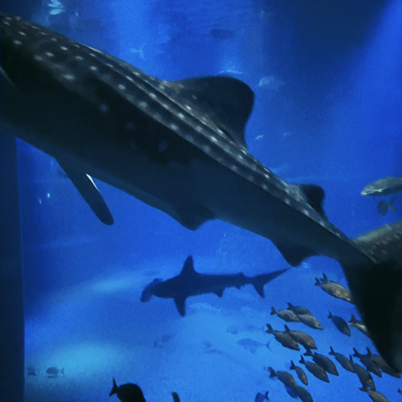 久しぶりのラジオ　雑談してます🧸