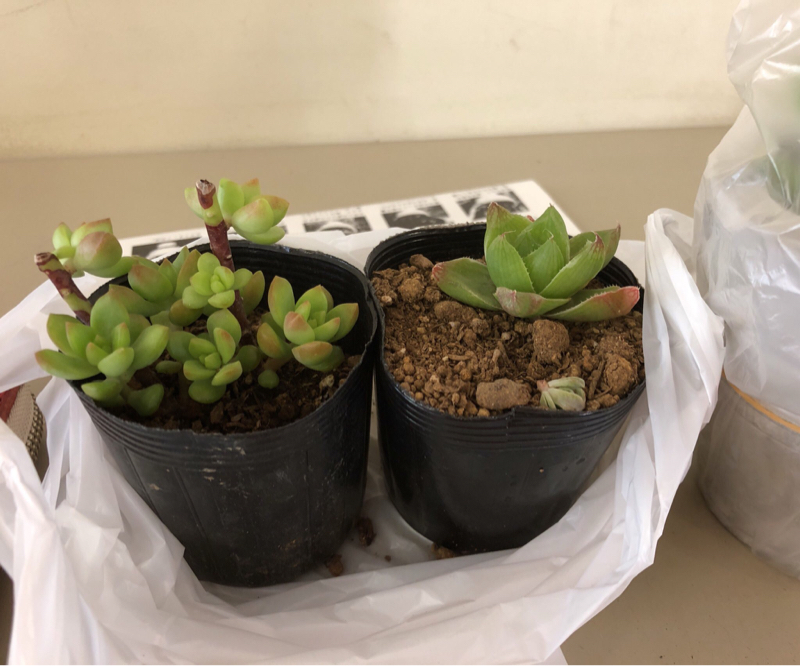 自CPの話をしようとした