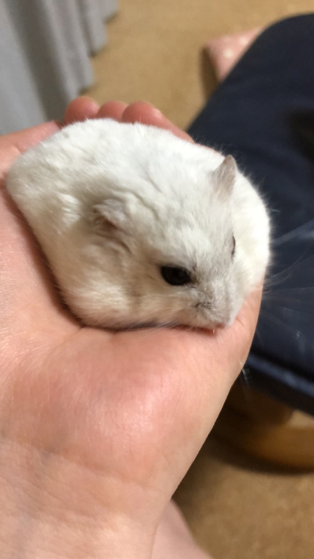 蒼い鳥と細氷について語るオタク