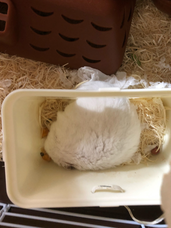 ライブとか中の人とかアイマスとか雑記