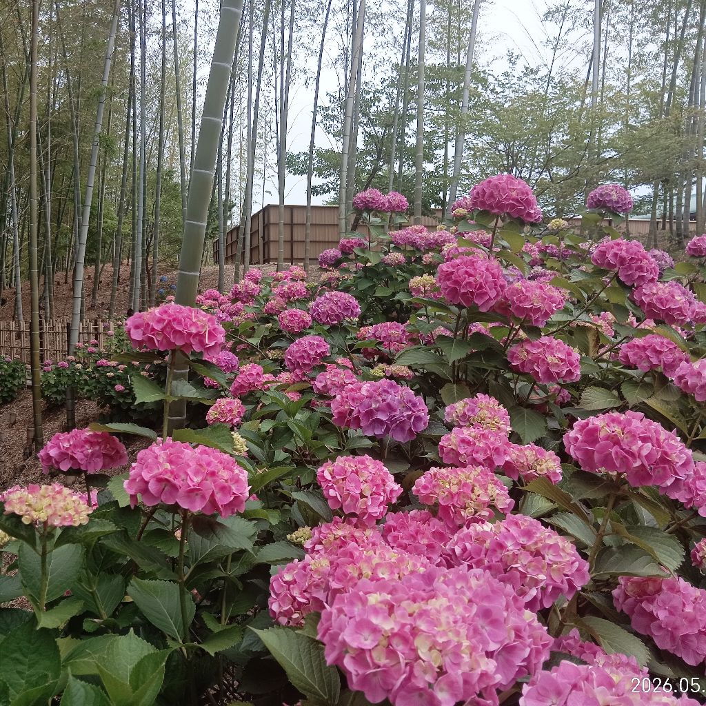 あじの番組