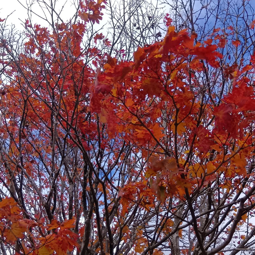 ［お散歩収録］11/3 秋晴れ文化な散策だ😄