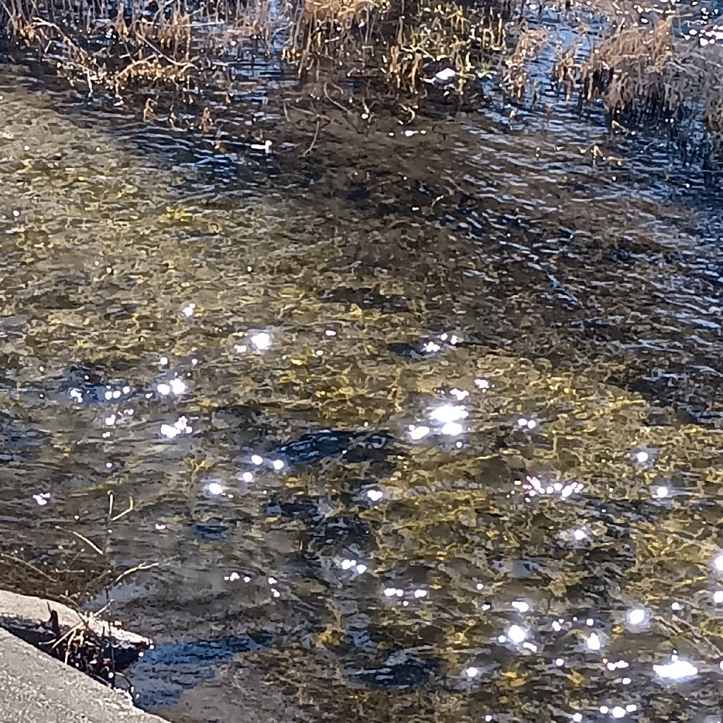 断線。最初の5分のみ。お散歩収録3/14