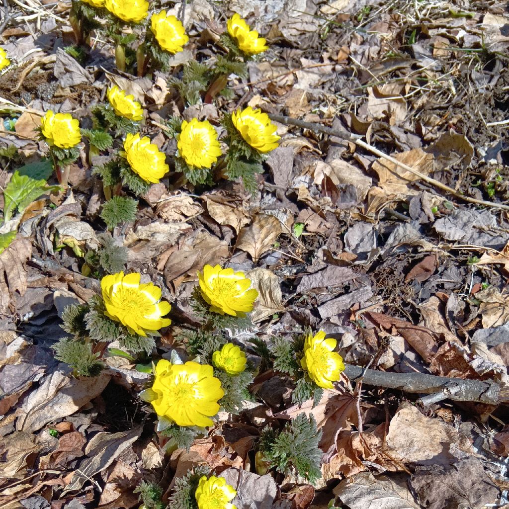 ［お散歩収録］3/20 春分の日