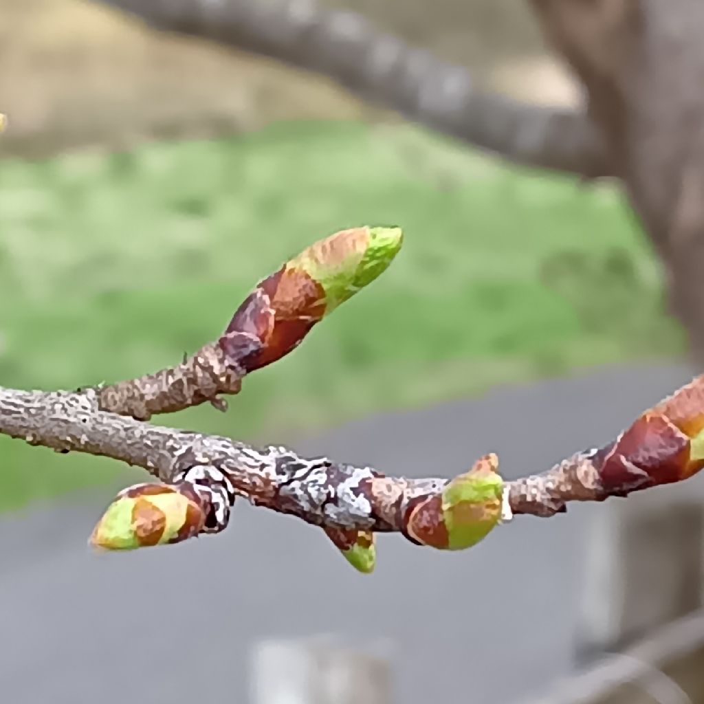 ［お散歩収録］4/5 サムネ写真はサクラの新芽✨