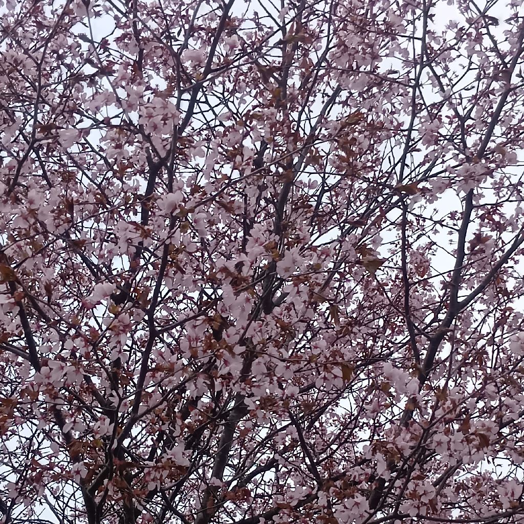 ［お散歩収録］4/18 ようやく満開🌸