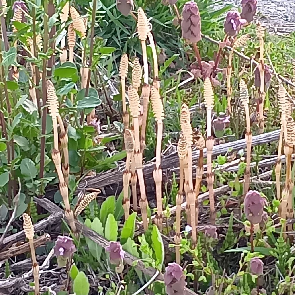 ［お散歩収録］4/19つくし𖤣𖥧𖥣｡𖥧𖧧ニョキニョキ麗らか✨ウォーキン😆