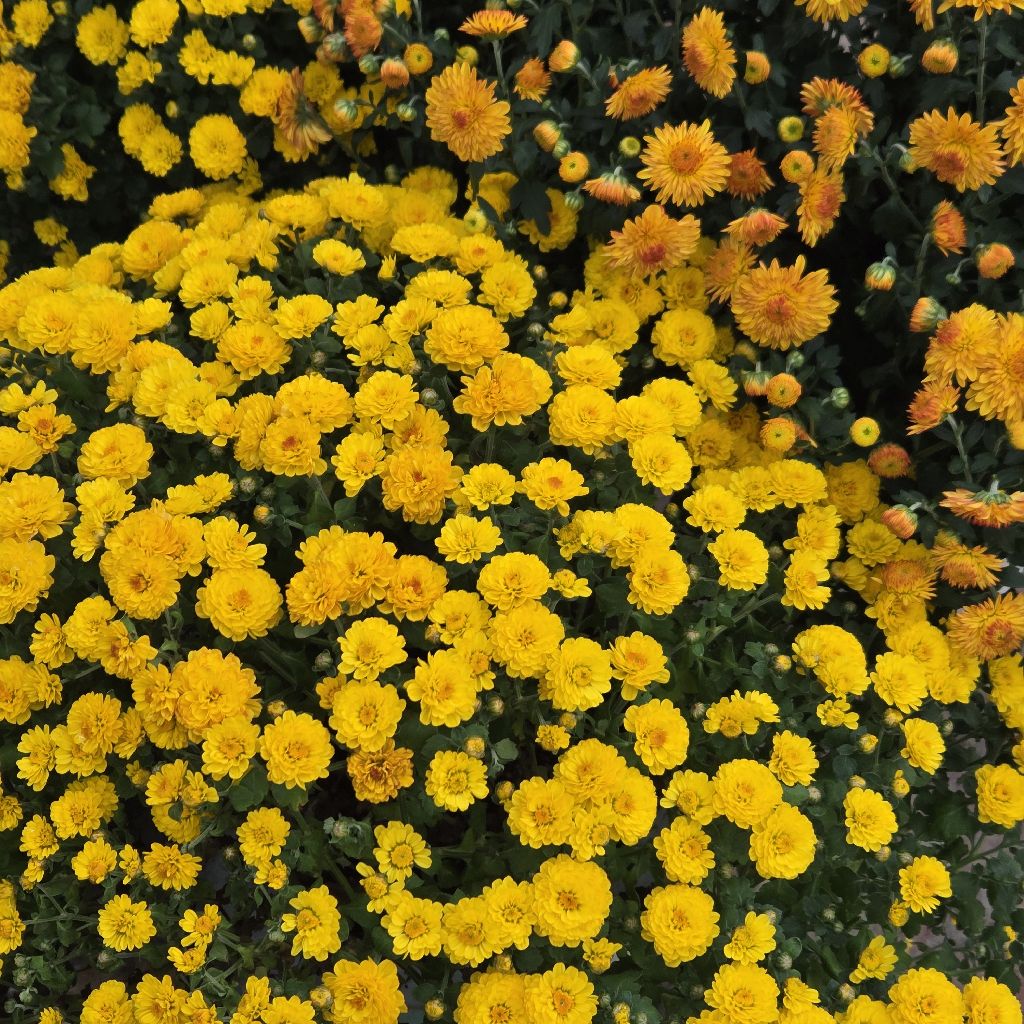 #307 土曜日まったりフリカエリ