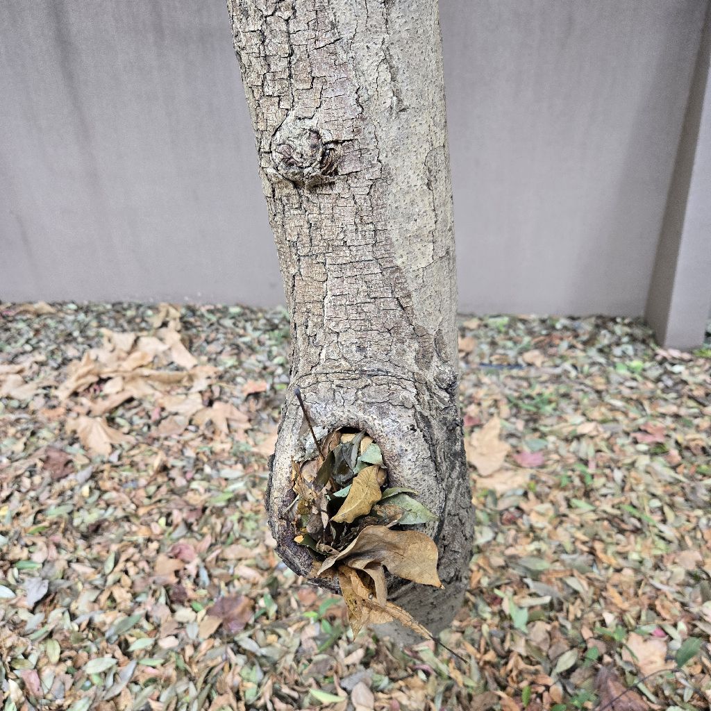 #357 身近な自然とトモダチになる🌈