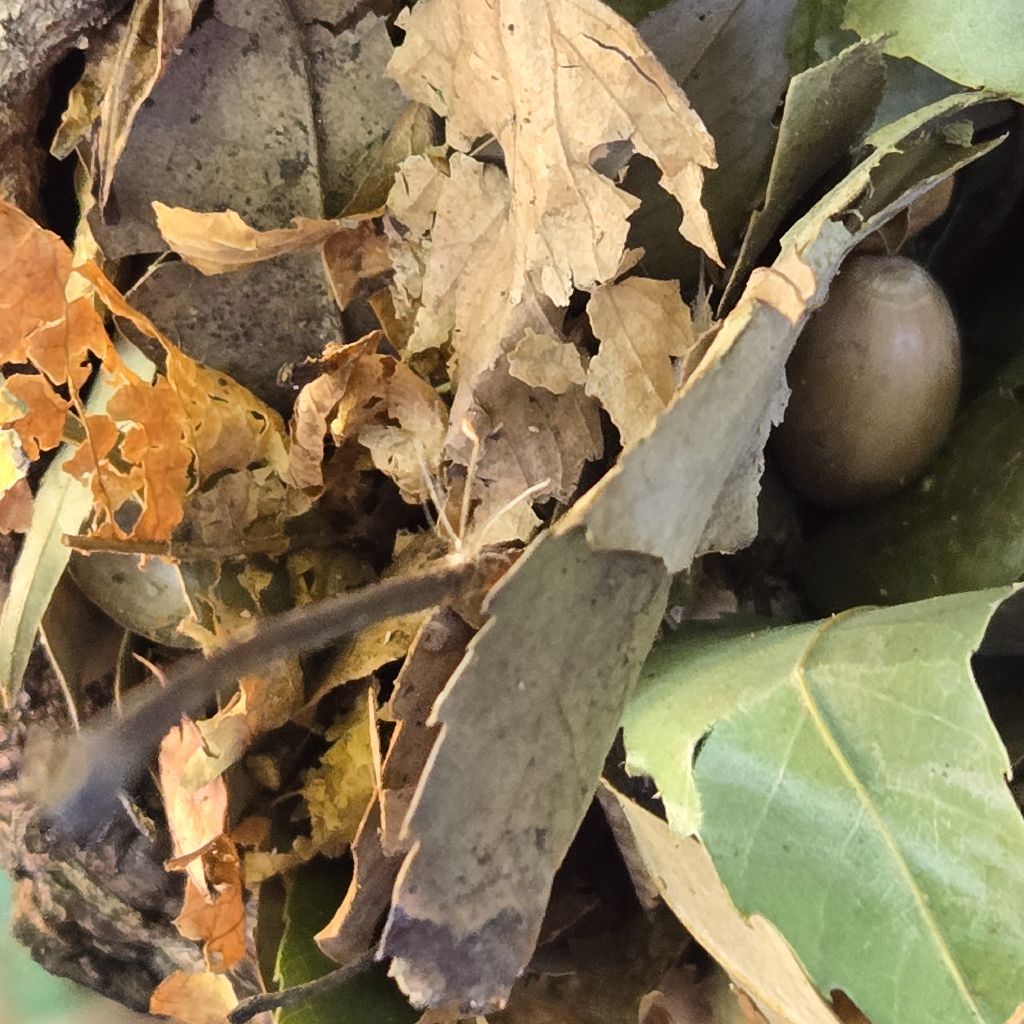 #358 デトックス祭りでお世話になりました