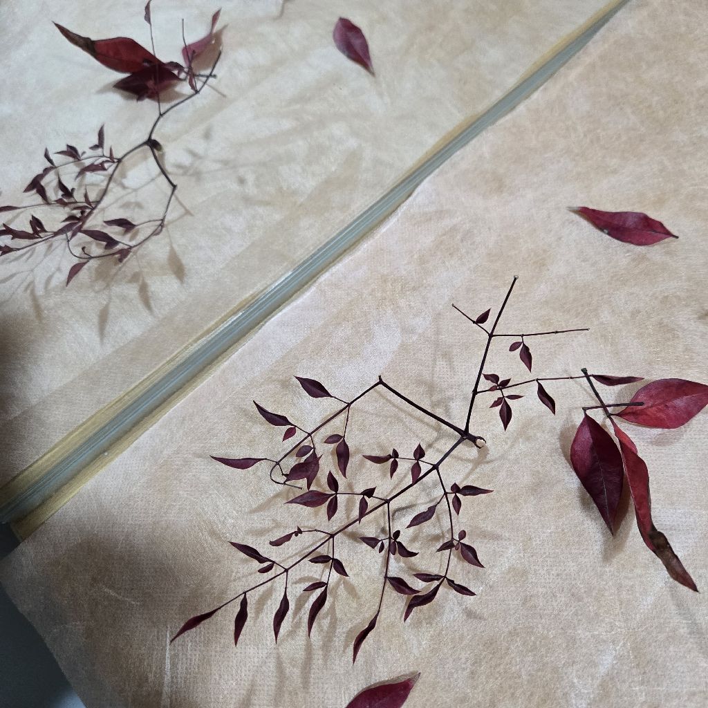 #385 よもぎの枕😌🌃💤