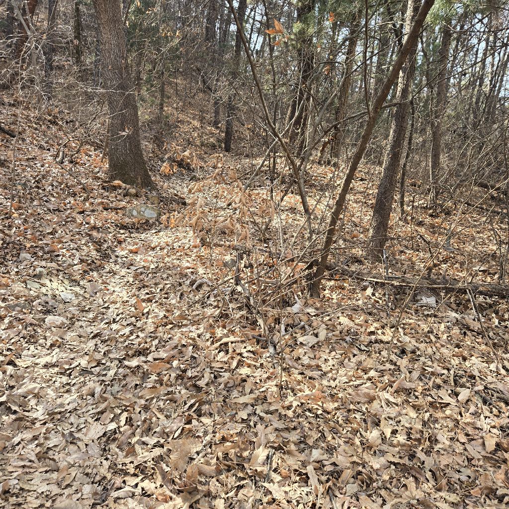 #404 リスの宝物3つと聖フランシスコ