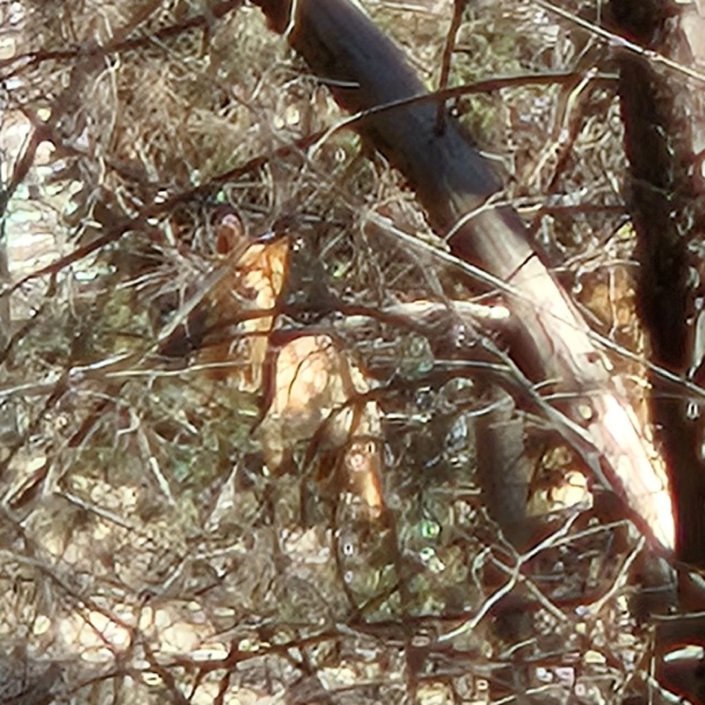 #408 恩師の命日🌈放映のご案内✨