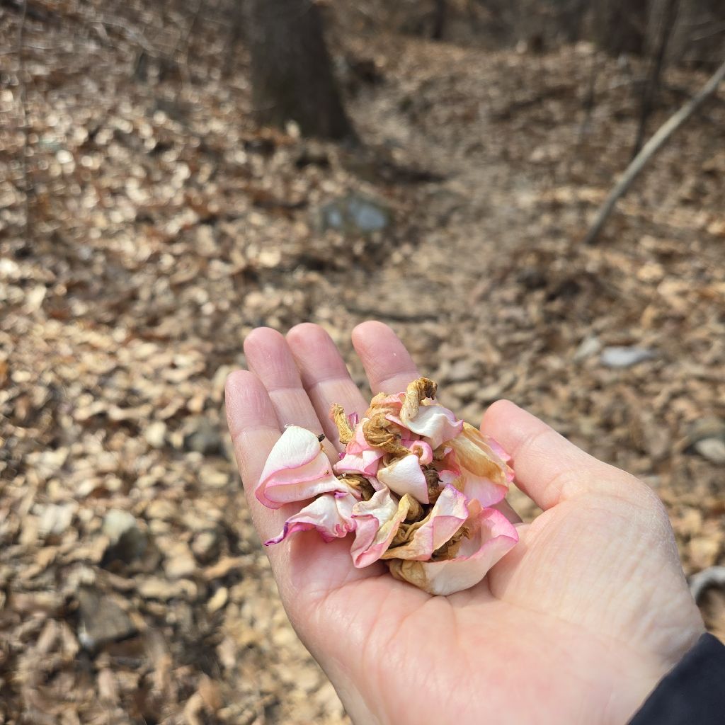 #413 山頂から薔薇を放つ🌹