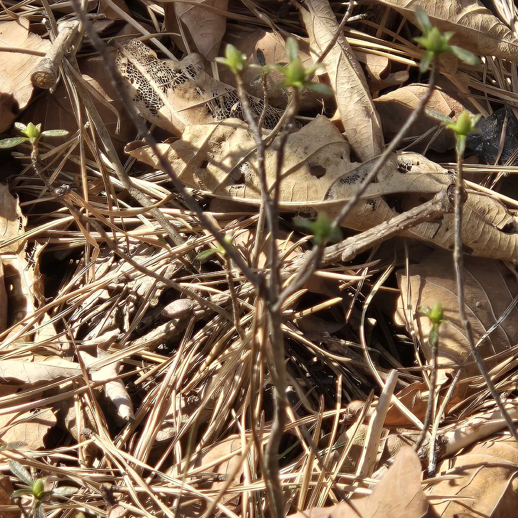 #428 春🌱🌷🌱アルは数珠つなぎ