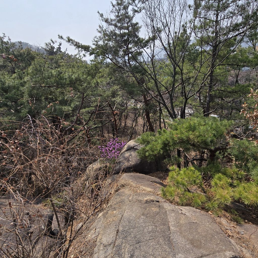 #429 つぐみ鳥🐦犬のうんち鳥🐦？！