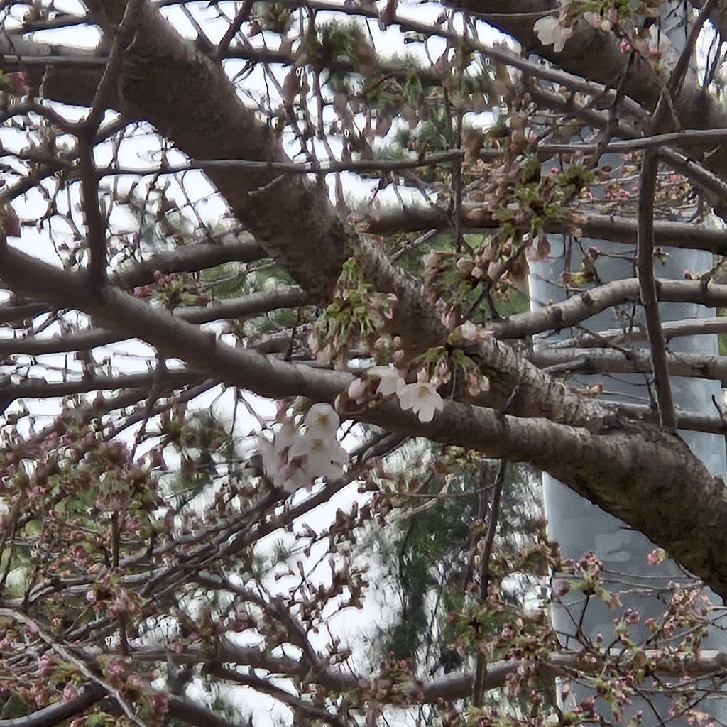 #433 桜発見👀👏鳥は美しいメッセンジャー🌷