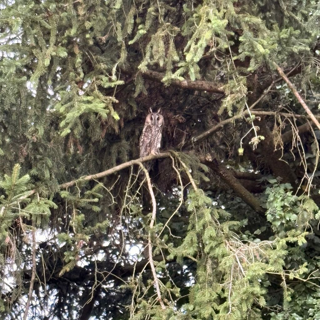 #434　こらー悩むなー鳥を見よ！