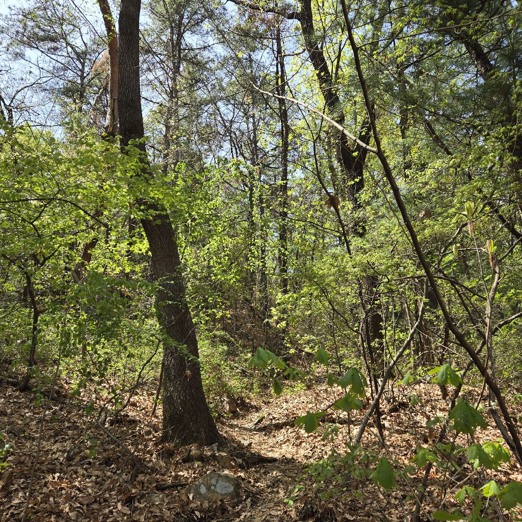 #442 枯れ葉から新しい私🌱&Lectio Divina