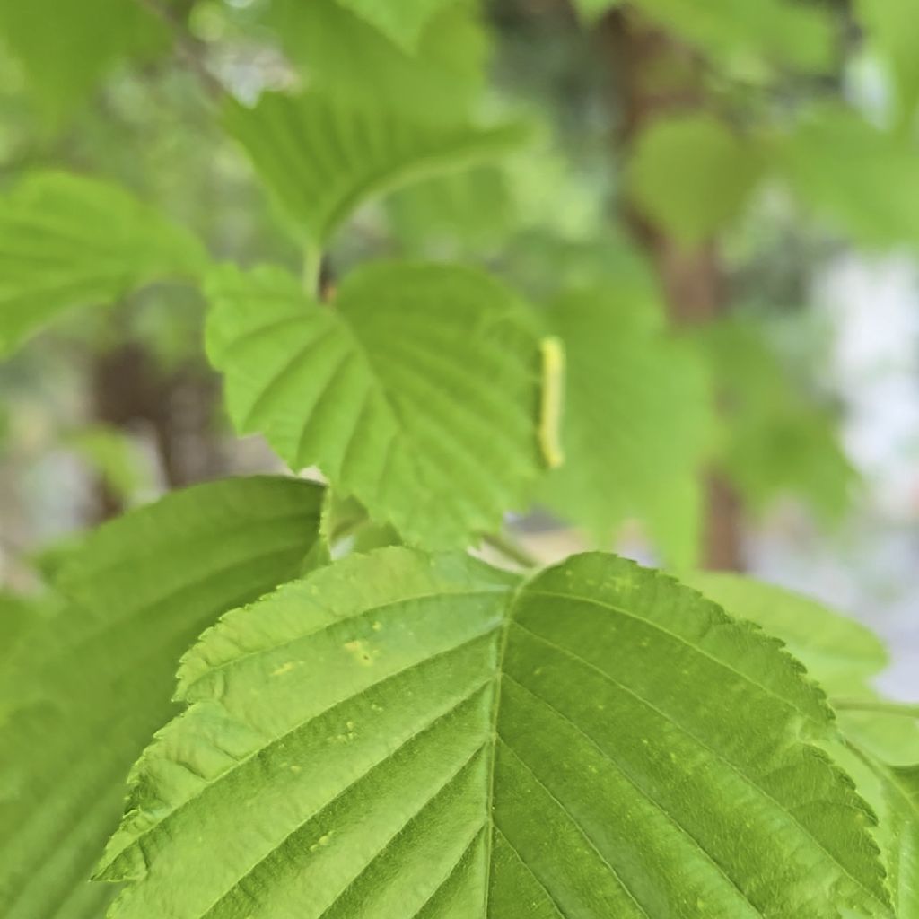 #444 シャクトリムシのお客さん