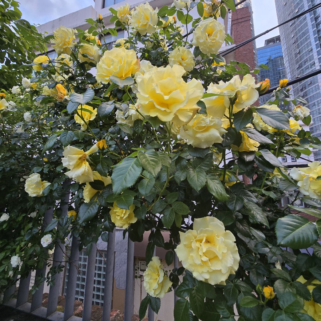 #458 どうせ一日暮らすなら楽しく😊❣️