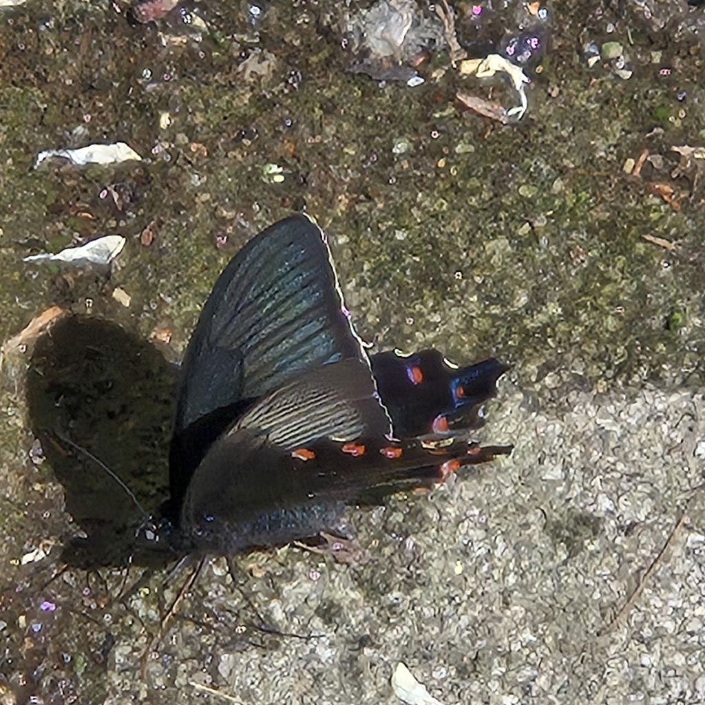#459 羽を広げますと？🦋