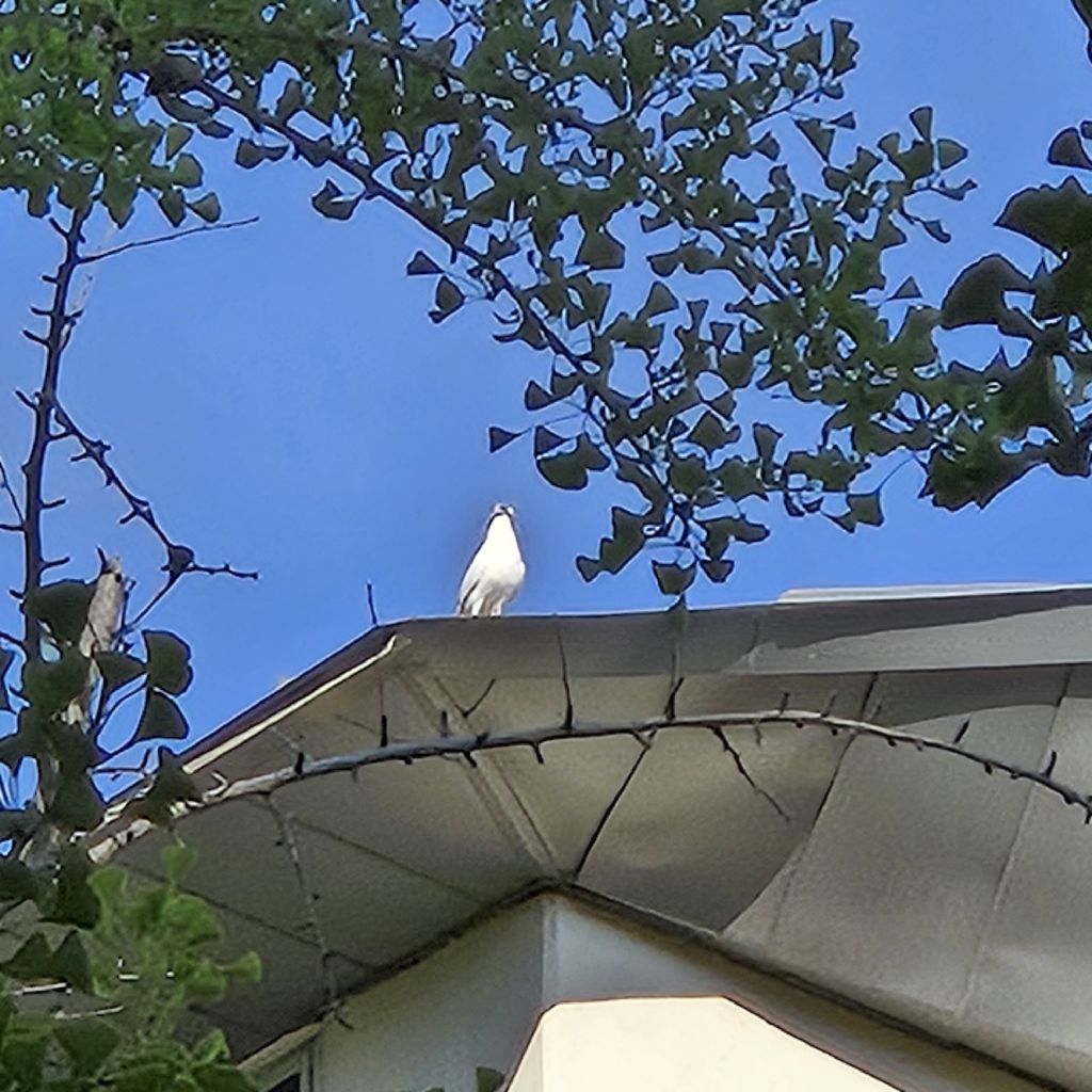 #476 🕊️鳩の巣作りに遭遇💐