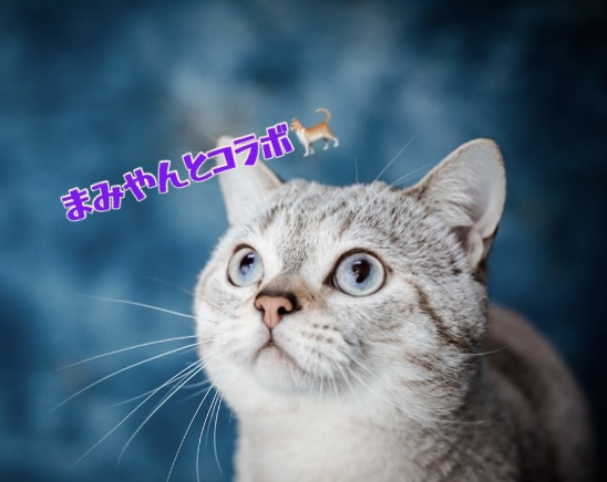 猫/まみやんとコラボ