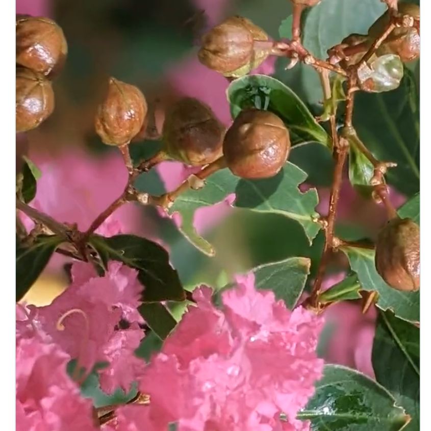 百日紅のうた    よぼよぼあかぺら唱歌