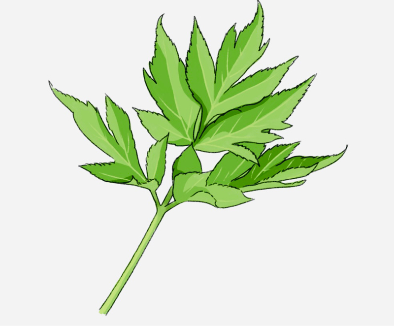 明日葉（あしたば）