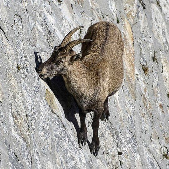 岩塩を舐めるヤギの番組🐐