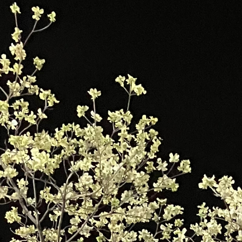 好きではないもの