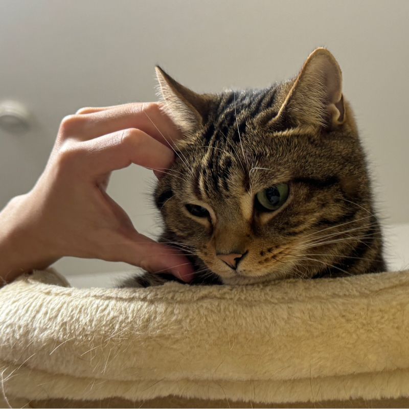 もちもちラジオ