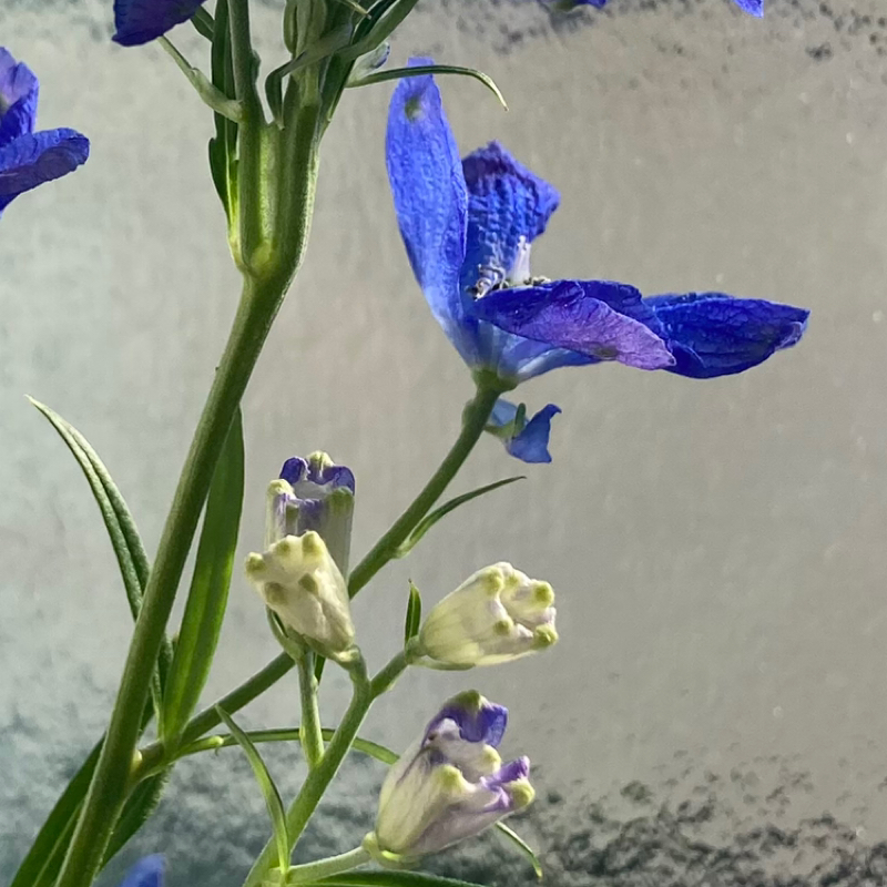 larks  やるきゼロdemo 26/2/04