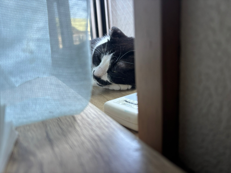 地獄の夏休み8日目!