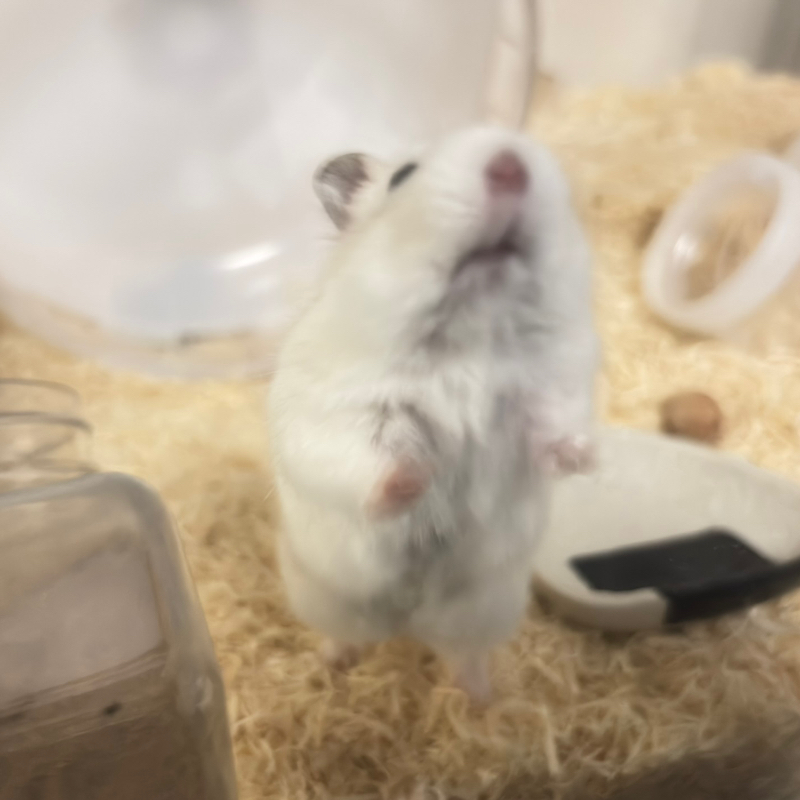 ハムスターの一生について考えてみた②