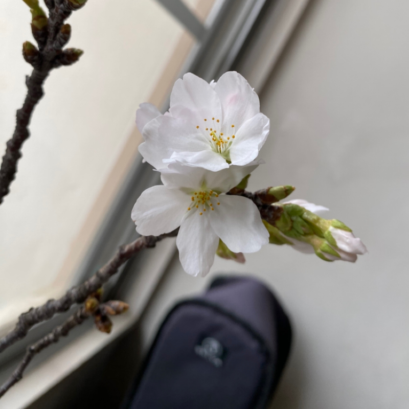 田中奏多