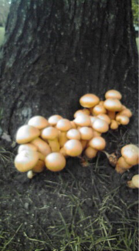 フシギバナとフジゴリの車内談話