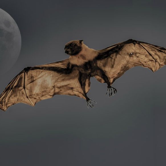 自己紹介(キャリアのこととか)